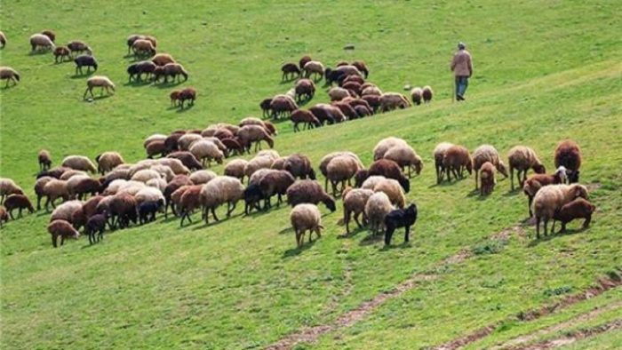 خشکسالی ورود عشایر به مناطق ییلاقی بردسکن را ۷۰ درصد کاهش داد