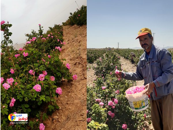 برداشت گل محمدی از مزارع کوهسرخ