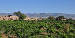 کشمش و انگور خلیل آباد در برنامه حمایتی سازمان تعاون روستایی قرار بگیرد