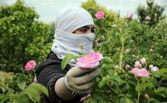 ۱۰ هکتار از زمین‌های کشاورزی کاشمر زیر کشت گل محمدی است