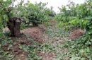 خسارت ۵۸۰ میلیارد ریالی بارش تگرگ و سرمازدگی به باغات خلیل‌آباد