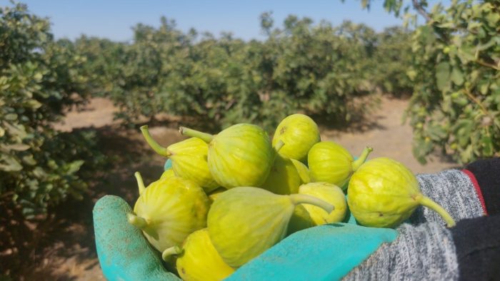 آغاز برداشت انجیر از باغات بردسکن