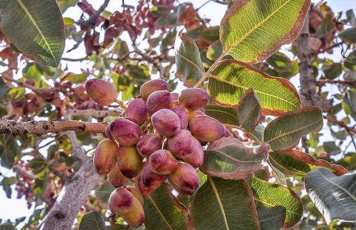 آغاز برداشت پسته از سطح ۴۷۹۰ هکتار از باغات خلیل‌آباد