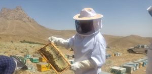 برداشت عسل بهاره از زنبورستان‌های شهرستان کوهسرخ آغاز شد