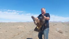 رهاسازی یک بهله عقاب طلایی در طبیعت بردسکن