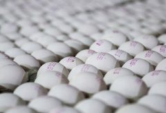 نظارت دامپزشکی کاشمر بر صادرات ۶۰ تن تخم مرغ به افغانستان