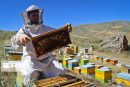 برداشت عسل از زنبورستان‌های خلیل‌آباد آغاز شد