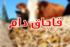 توقیف کامیون حامل دام سنگین غیر مجاز در کاشمر