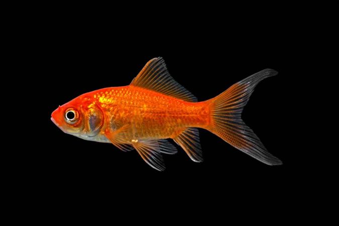 توصیه های بهداشتی دامپزشکی کاشمر در خصوص خرید و نگهداری ماهی قرمز