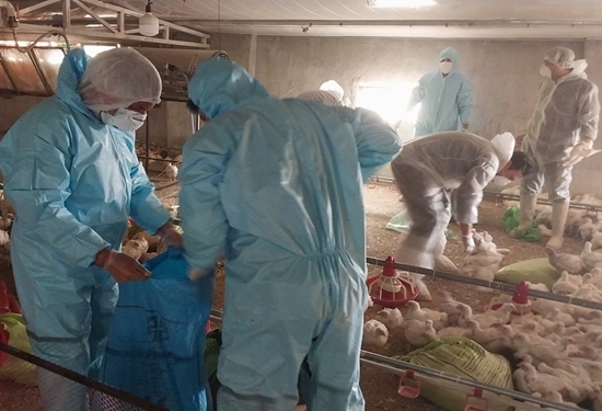 معدوم‌سازی یک واحد مرغداری گوشتی مبتلا به بیماری نیوکاسل در کاشمر