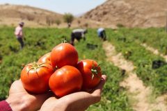 برداشت گوجه فرنگی از مزارع شهرستان کوهسرخ آغاز شد