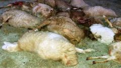 تلف شدن دست کم ۲۶ راس گوسفند بر اثر سیل در شهرستان کاشمر