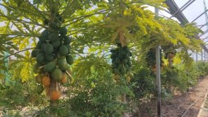 کشت بیش از ۳ میلیون نشاء گلخانه‌ای در کوهسرخ